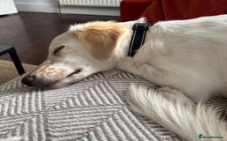 Mixed Breed dogs for adoption: Roo (Spaniel/Setter mix) - Image 10