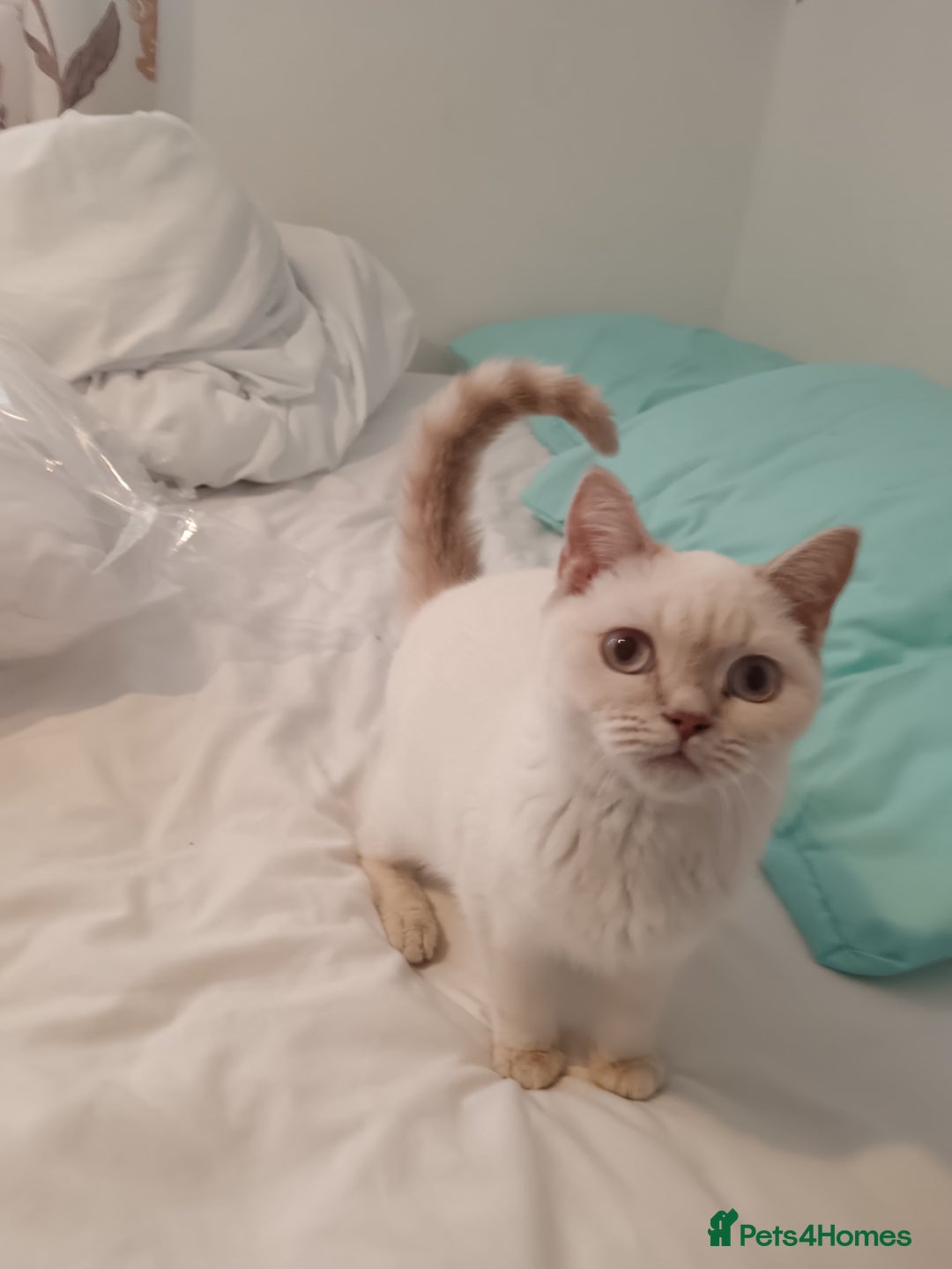 British Shorthair cats for sale: Flame point british shorthair  - Advert 2