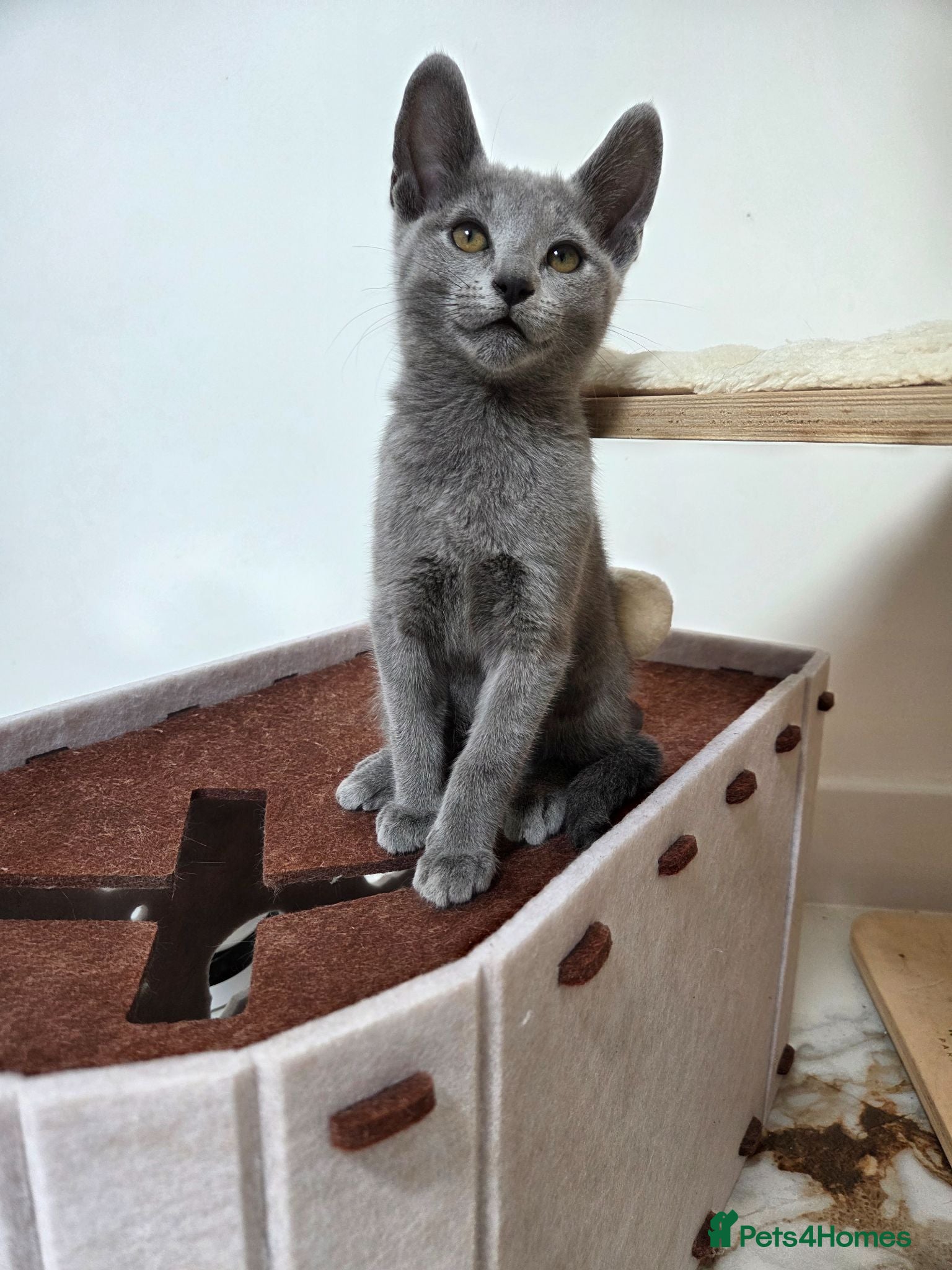 Russian Blue cats 💥READY to leave  – Russian Blue, TICA - Advert 5