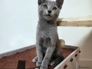 Russian Blue cats 💥READY to leave – Russian Blue, TICA - Advert 5
