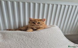 Persian cats for sale: 5 long haired kittens for sale - Image 18