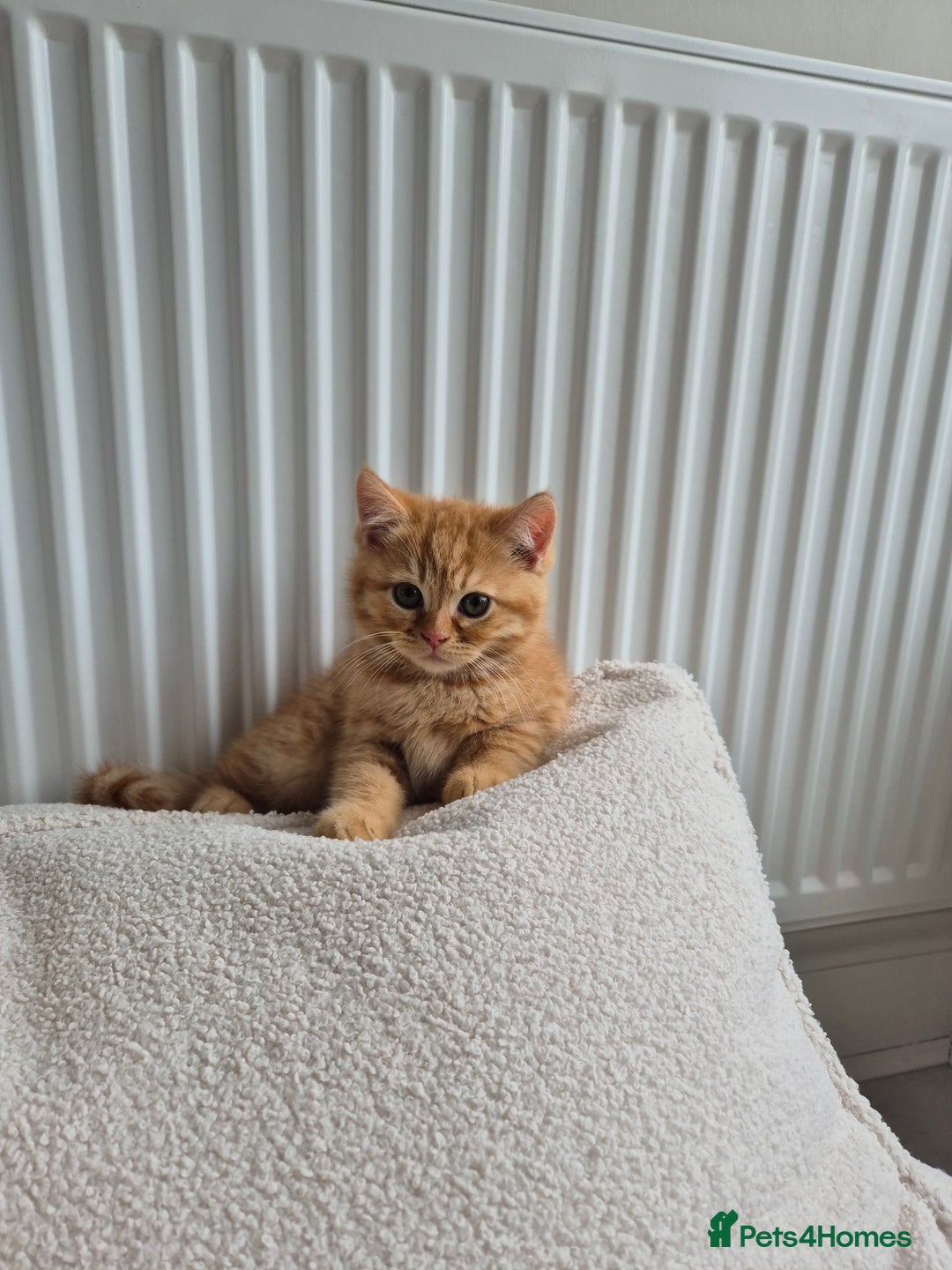 Persian cats for sale: 5 long haired kittens for sale - Image 18