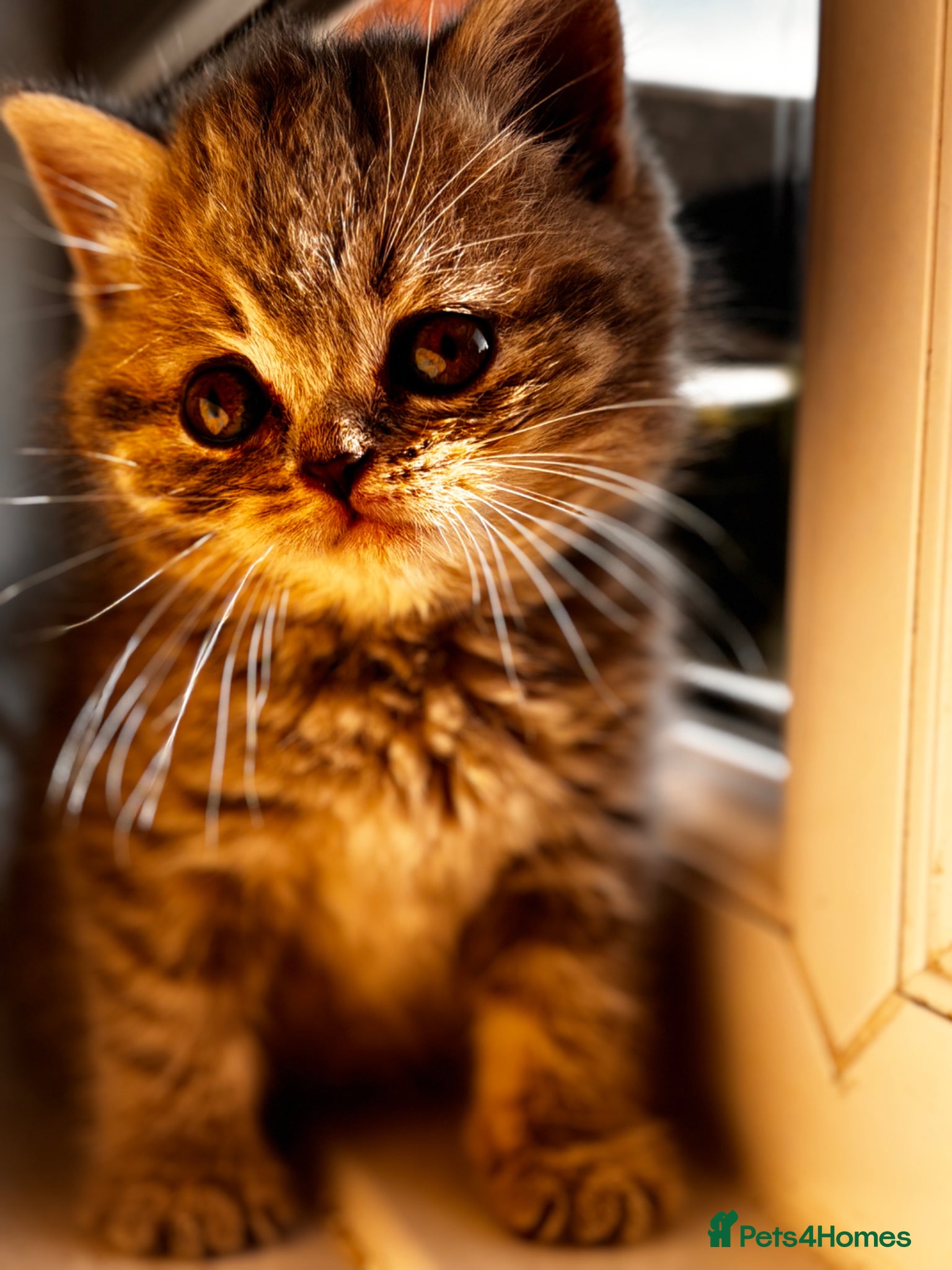 British Shorthair cats Last boy left Blue tabby’s British shorthair  - Advert 5