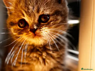 British Shorthair cats Last boy left Blue tabby’s British shorthair - Advert 10