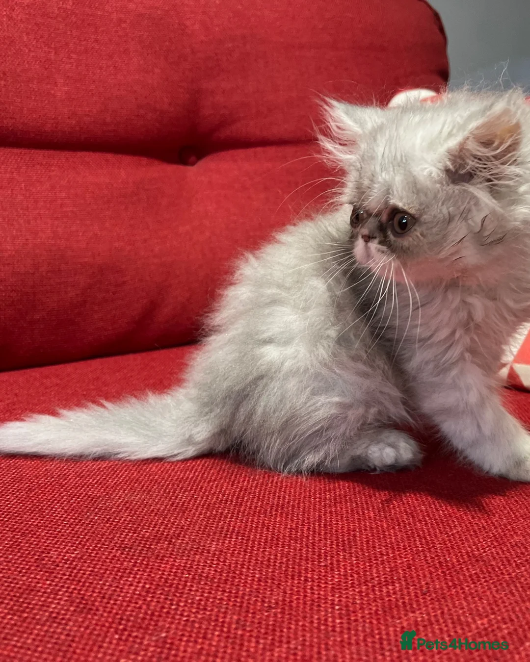 Persian cats for sale: Stunning silver Persian girl  - Advert 10