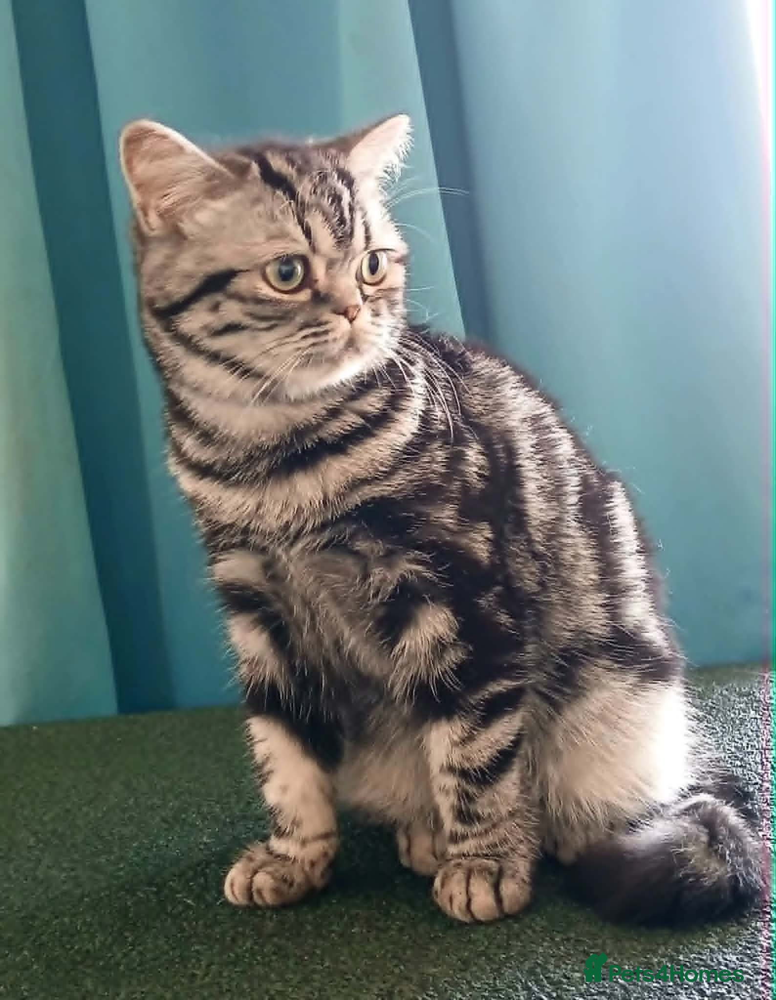 British Shorthair cats Bsh. Silver Classic Tabby . - Advert 5