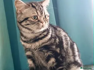 British Shorthair cats Bsh. Silver Classic Tabby . - Advert 11