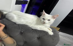 Maine Coon cats for sale: 😻😻 Beautiful Maine coones 😻 - Image 5