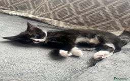 Mixed Breed cats for sale: 4 little girl kittens  - Image 7