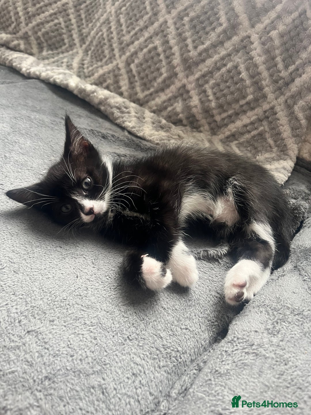 Mixed Breed cats for sale: 4 little girl kittens  - Image 7