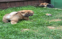 Chow Chow dogs for sale: 🐾 Chow Chow Puppies – Lilac & Chocolate Tones 🐾 - Image 9