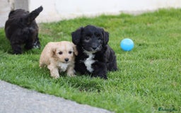 Cavapoochon dogs for sale: Cavapoochon puppies for sale - Image 37