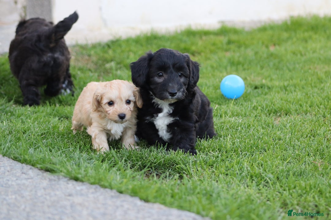 Cavapoochon dogs for sale: Cavapoochon puppies for sale - Image 37