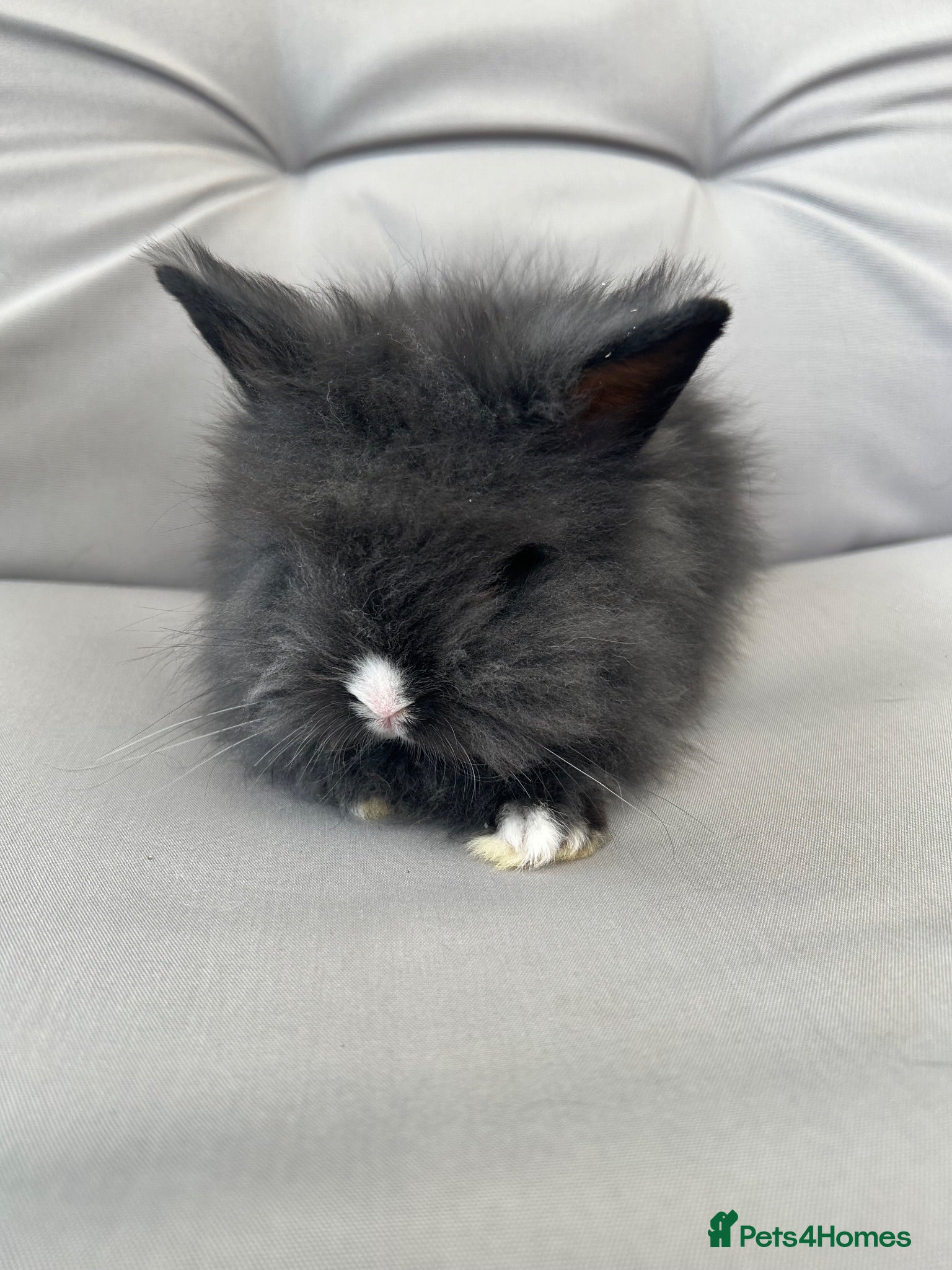 Lionhead rabbits 🦋Pure breed Teddy lionheads 🦋 - Advert 2