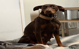 Dobermann dogs for sale: Gorgeous Black and Tan Dobermann puppies  - Image 8