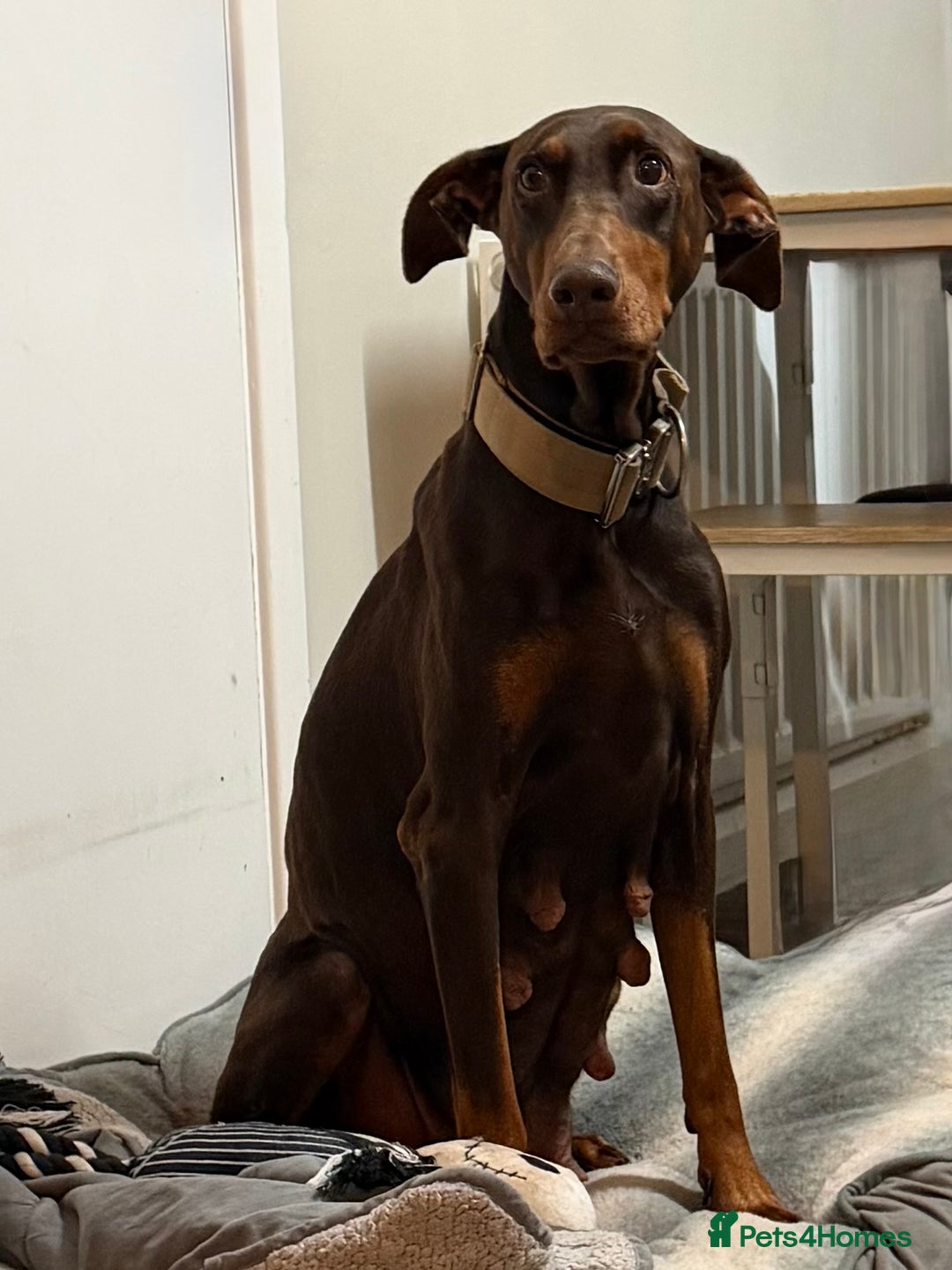 Dobermann dogs for sale: Gorgeous Black and Tan Dobermann puppies  - Image 8