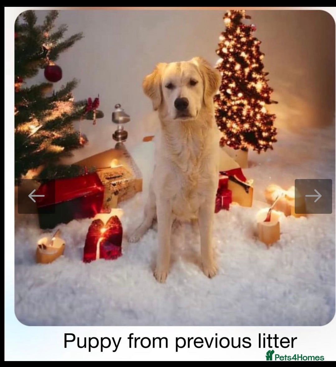 Golden Retriever dogs for sale: KC DNA tested gorgeous golden retriever puppies  - Advert 30