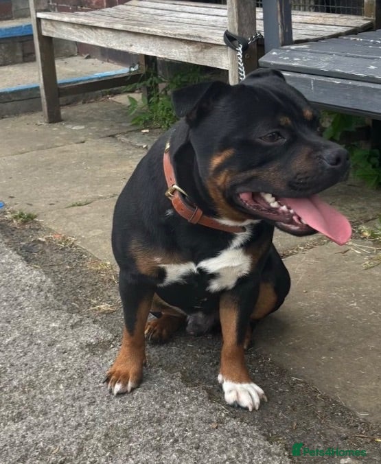 Staffordshire Bull Terrier dogs Rare opportunity Black & tan - Advert 1