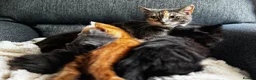 Siberian cats for sale: Beautiful siberian with American shorthair - Advert 11