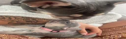 French Bulldog dogs for sale: Stunning litter of high quality French bulldogs  - Advert 10