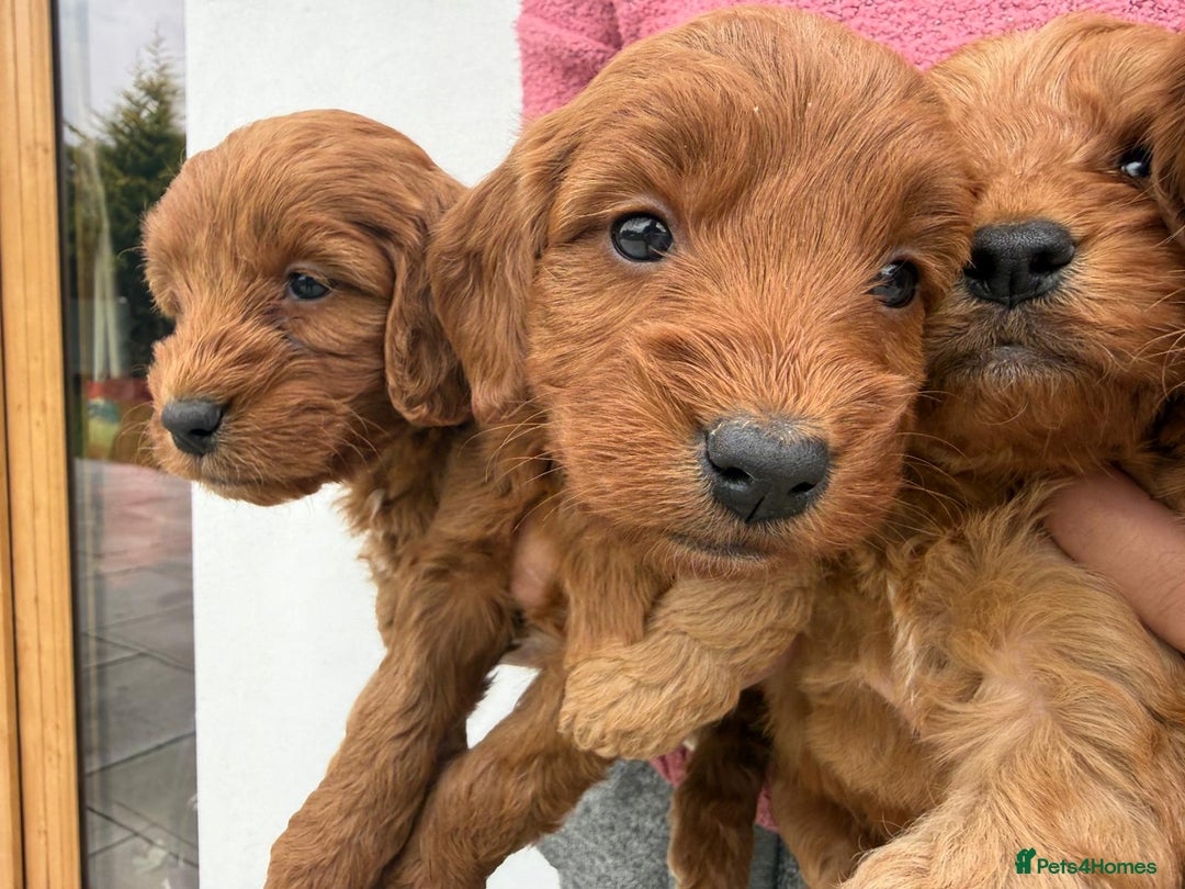 Cockapoo dogs for sale: Adorable Red Cockapoo F1 Puppies Waiting List - Image 4