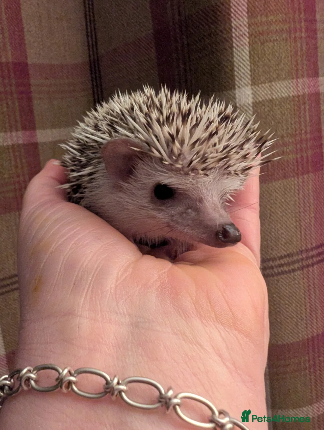 Pygmy Hedgehog rodents for sale: African pygmy hedgehog  - Advert 1