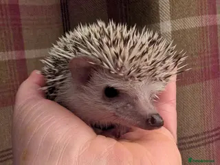 Pygmy Hedgehog rodents African pygmy hedgehog - Advert 1