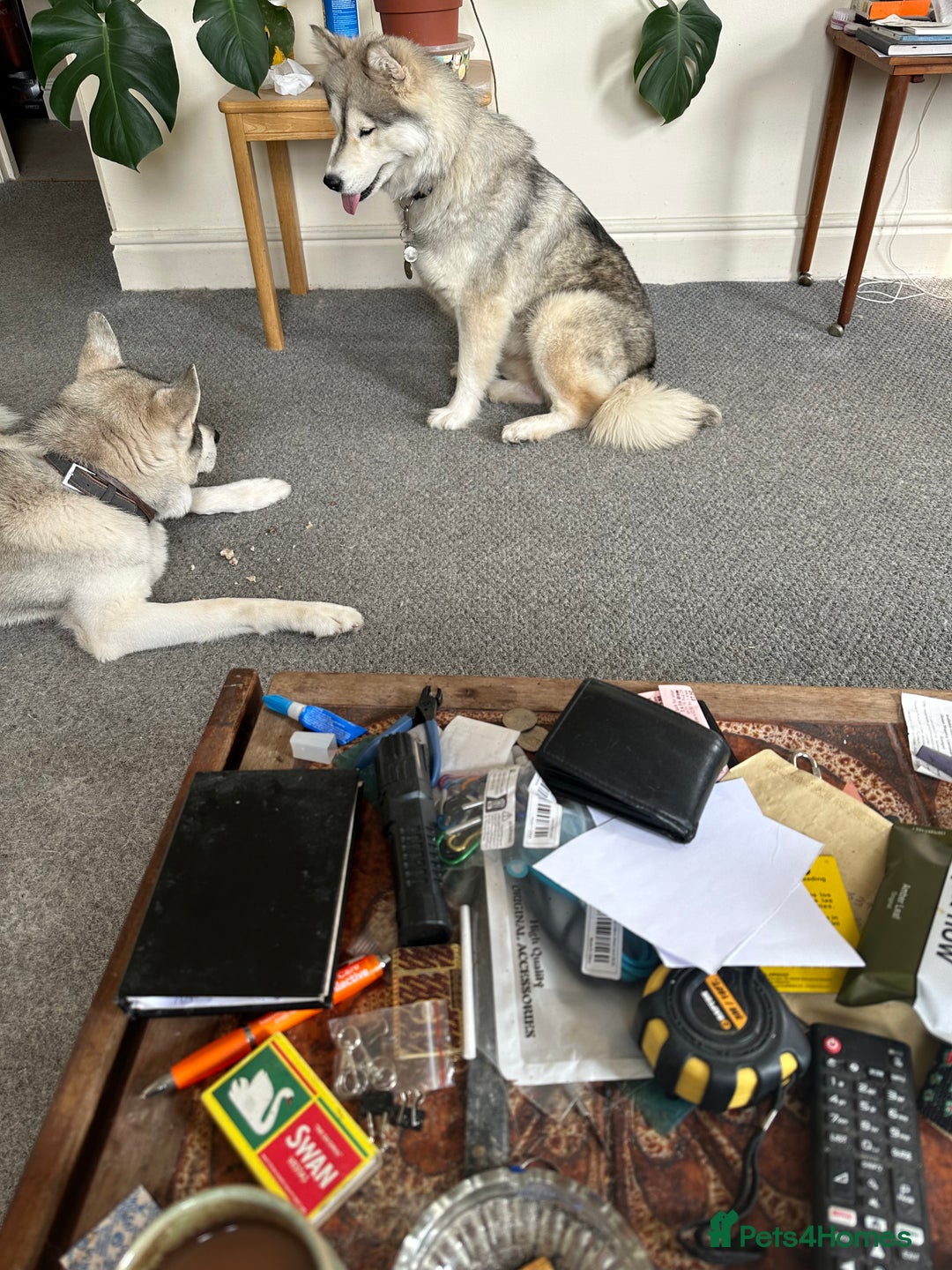 Siberian Husky dogs for sale: Husky Puppies  - Image 29