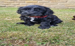 Cockapoo dogs for sale: 3 Beautiful F1B Cockapoo's left  in Brighouse - Image 4