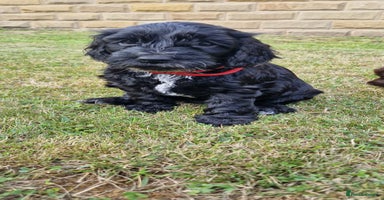 Cockapoo dogs in Brighouse - Advert 4