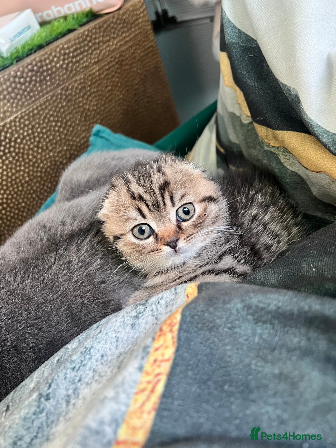 Scottish Fold cats for sale: Adorable Scottish Fold Baby Boy - Advert 4