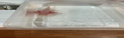 Axolotl reptiles for sale: Axolotl Jeuveniles  - Advert 11