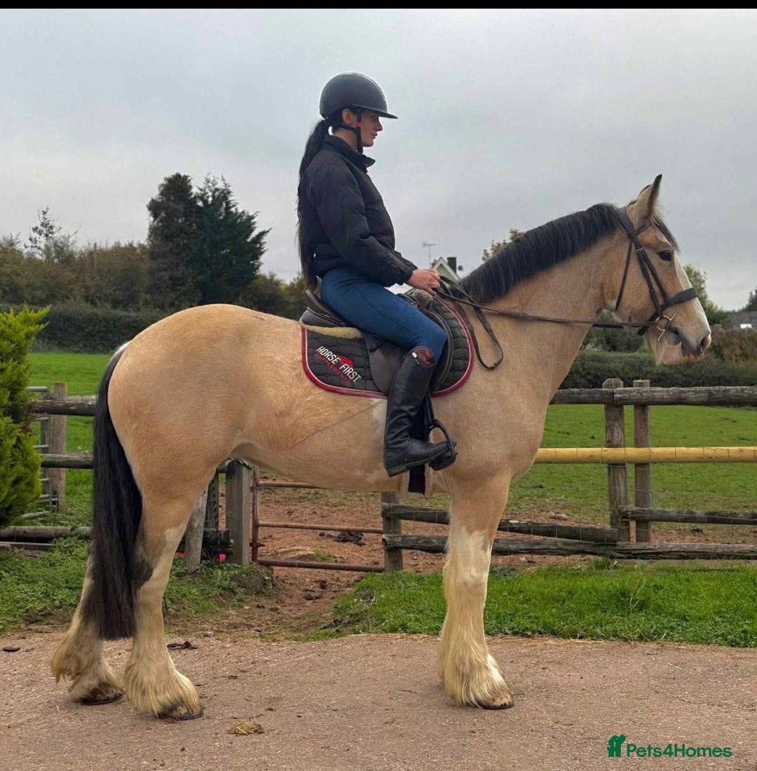 Clydesdale horses for sale: Ottie - The Super Cob !!! - Image 2
