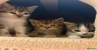 Mixed Breed cats - Advert 3