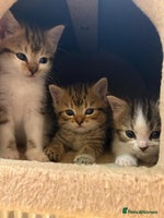 Mixed Breed cats - Advert 8