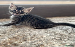 Bengal cats for sale: Charcoal Bengal kitten  - Image 2