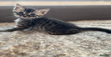 Bengal cats - Advert 10