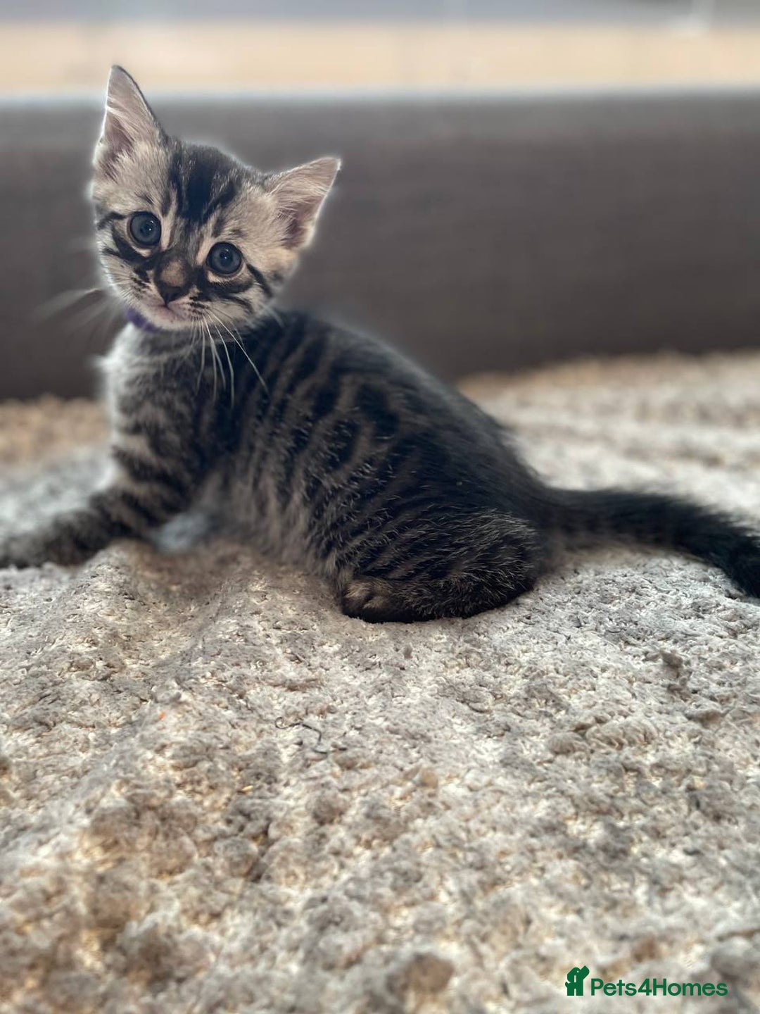 Bengal cats for sale: Charcoal Bengal kitten  - Image 2
