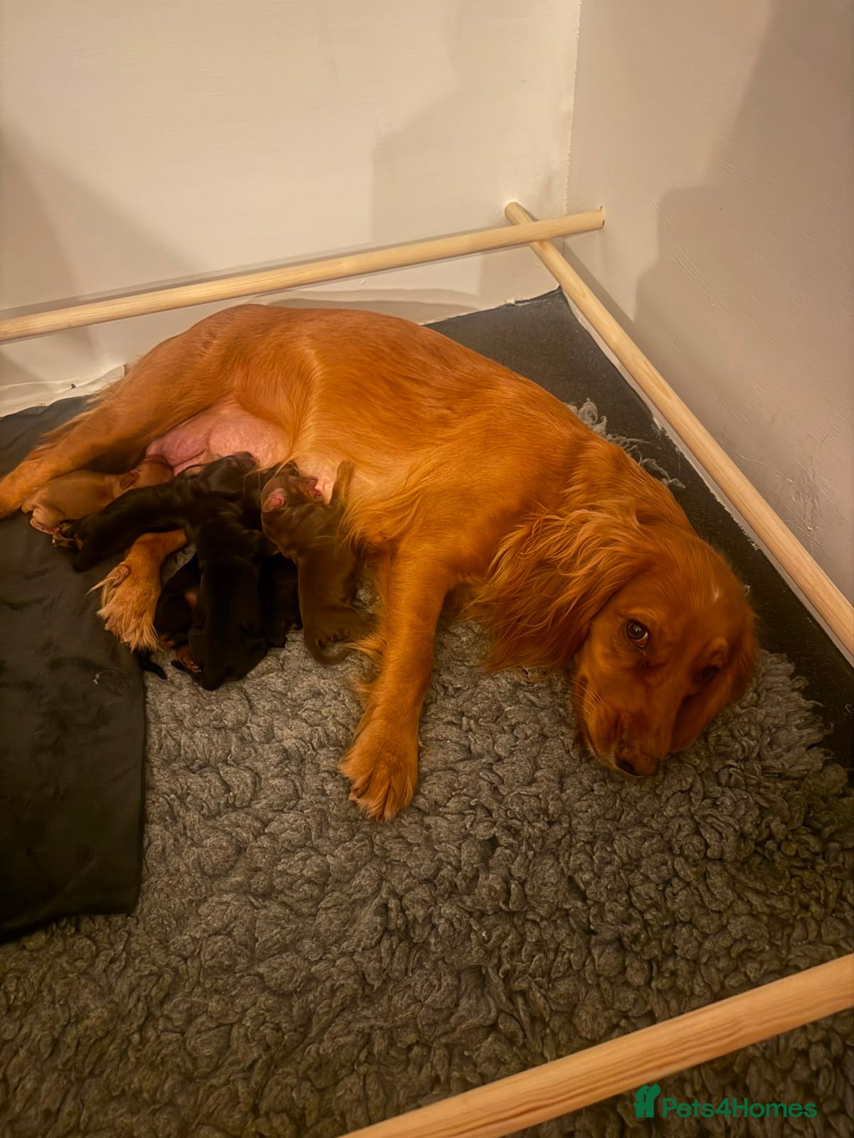 Cocker Spaniel dogs KC Working Cocker Spaniel Puppies – Family Raised - Advert 2