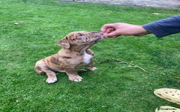 Old Tyme Bulldog dogs for sale: Bulldog pups 💜 1 GIRL LEFT REDUCED 💜   - Image 10