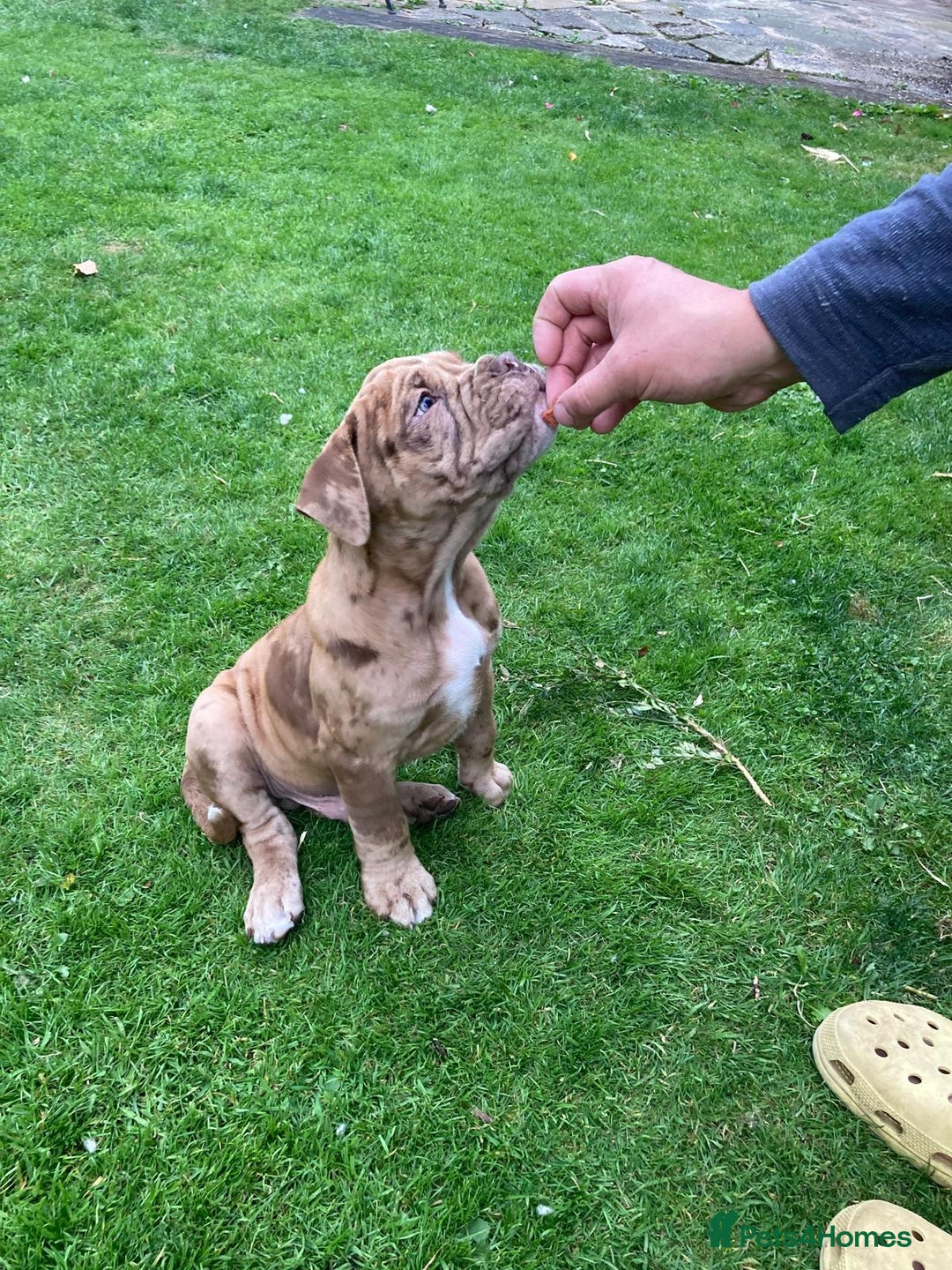 Old Tyme Bulldog dogs for sale: Bulldog pups 💜 1 GIRL LEFT REDUCED 💜   - Image 10