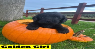 Labradoodle dogs - Advert 10