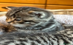 British Shorthair cats for sale: Silver Tabby also Brown Spotted Kittens - Image 21