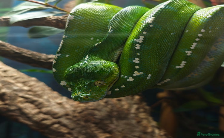 Python Snake reptiles - Advert 2