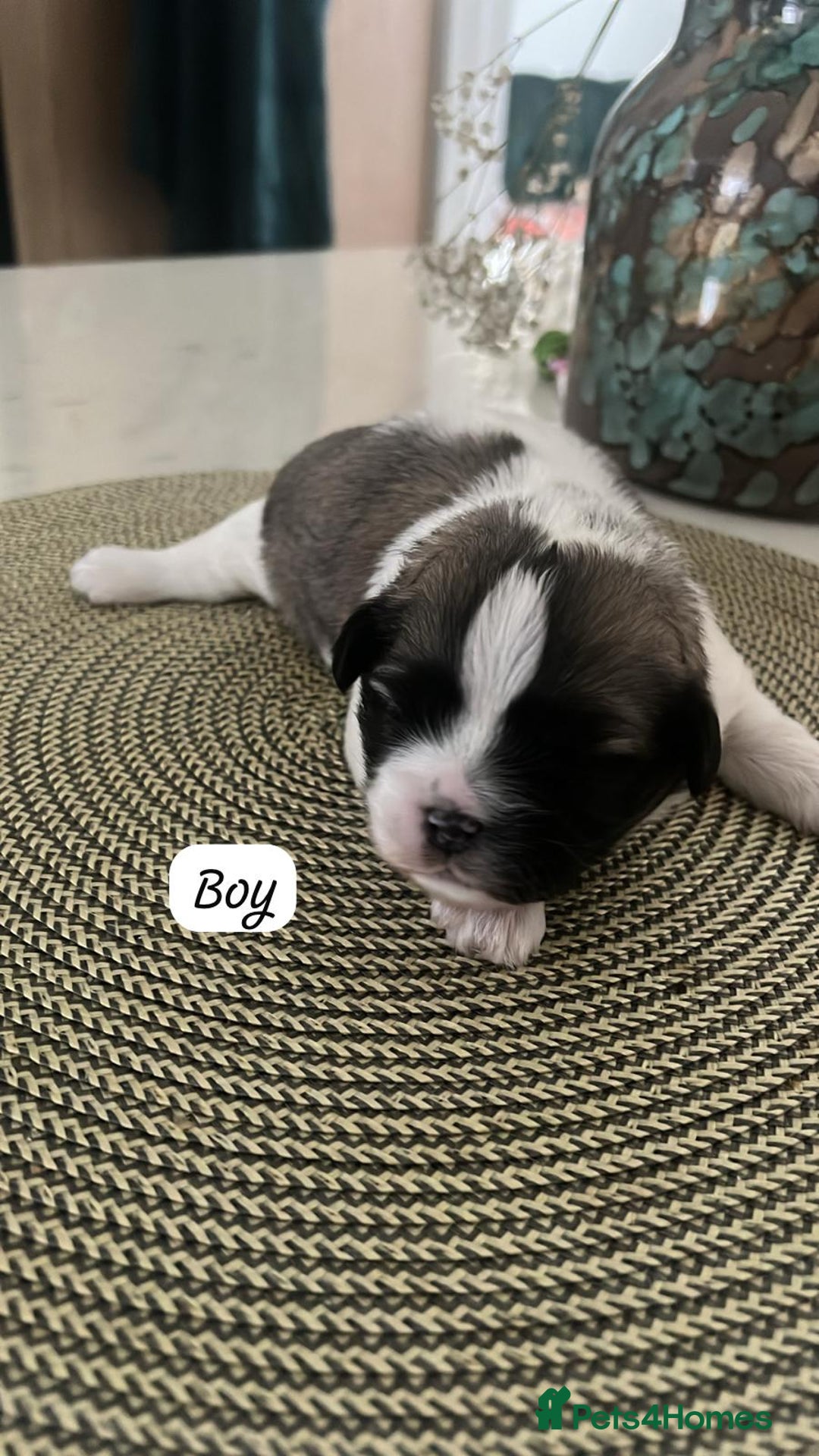 Zuchon dogs for sale: Female  - Image 7