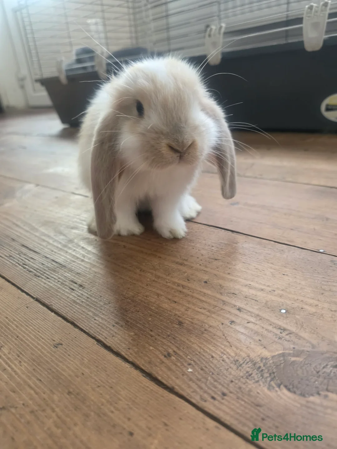 French Lop rabbits for sale: Giant French Lops  - Advert 12
