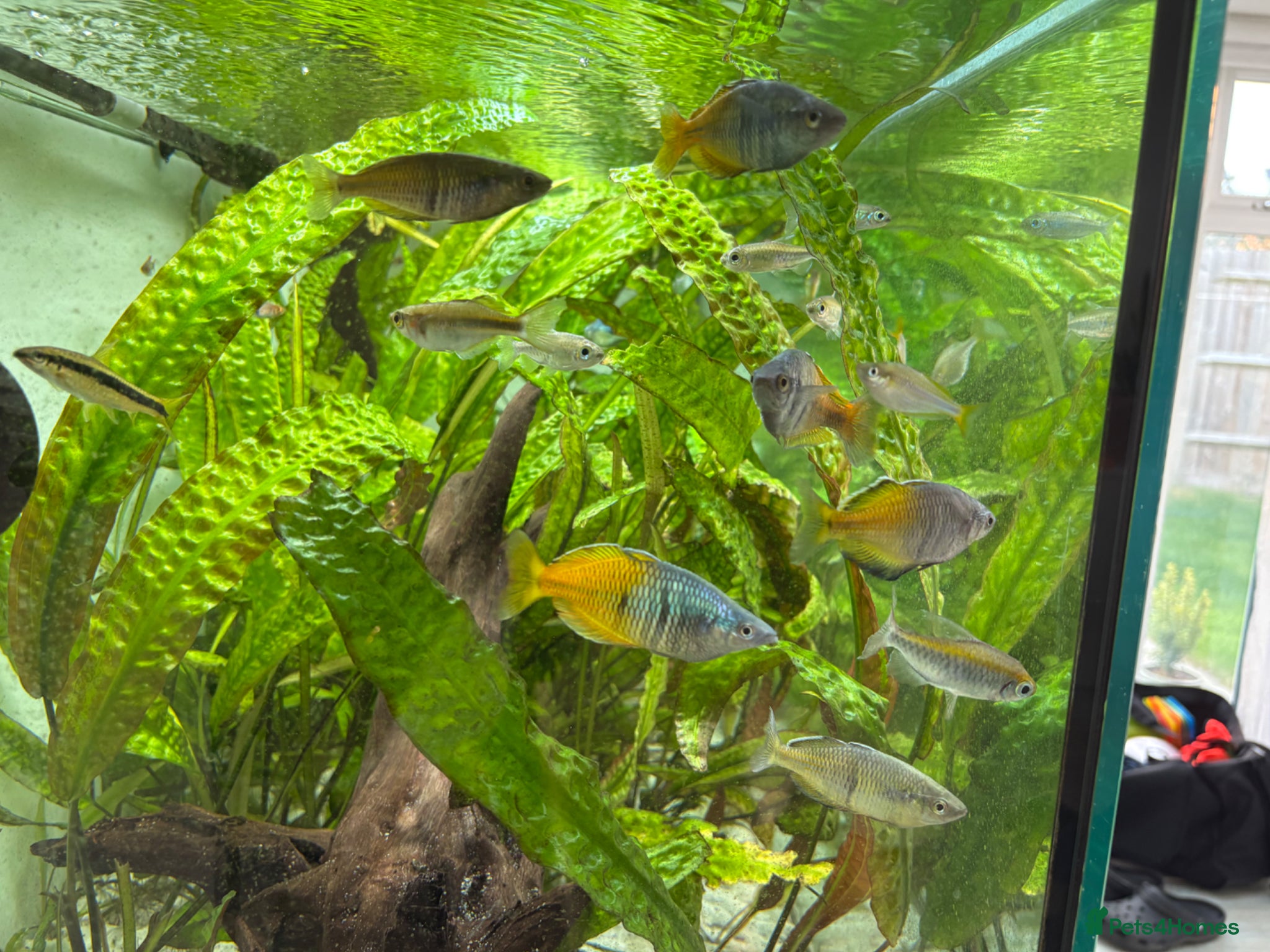 Rainbow Fish fish Boesemani Rainbow, harlequins & others for sale - Advert 4