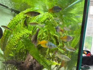 Rainbow Fish fish Boesemani Rainbow, harlequins & others for sale - Advert 4