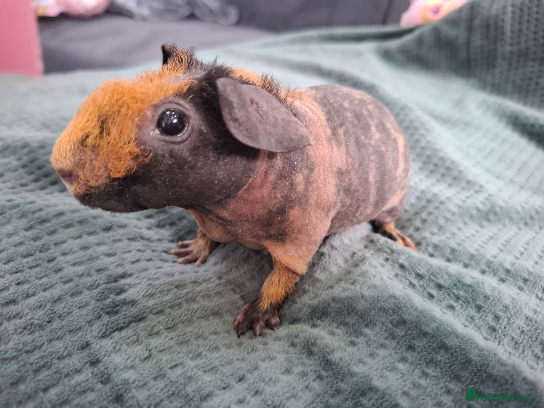 Guinea Pig rodents for sale: Skinny guinea pig boars. - Advert 3