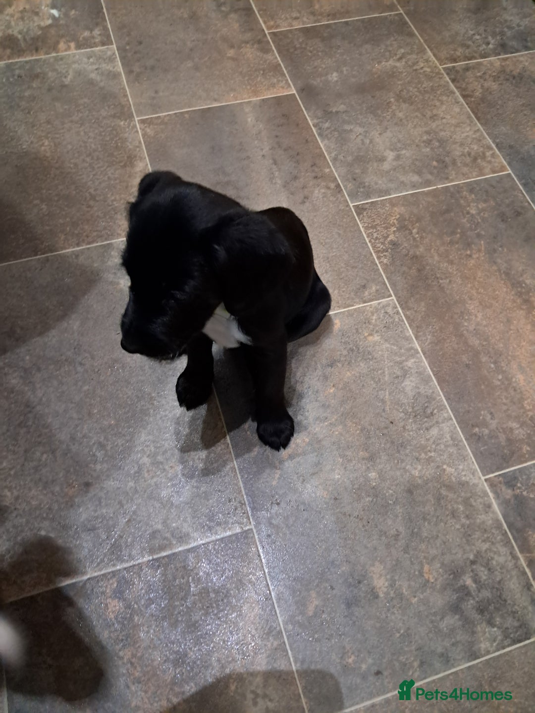 Mixed Breed dogs for sale: Sprollies - Image 1